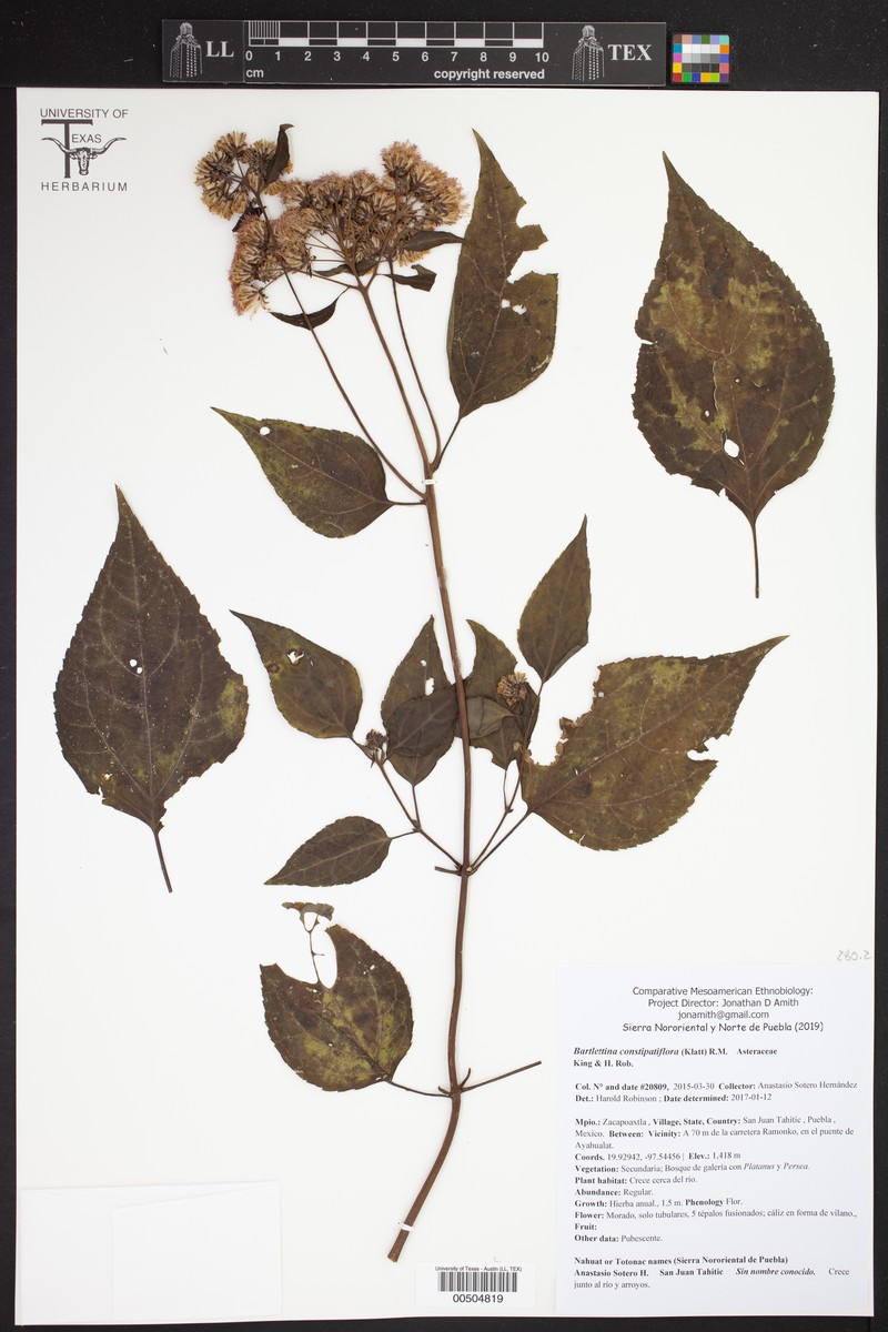 Bartlettina constipatiflora photo 2