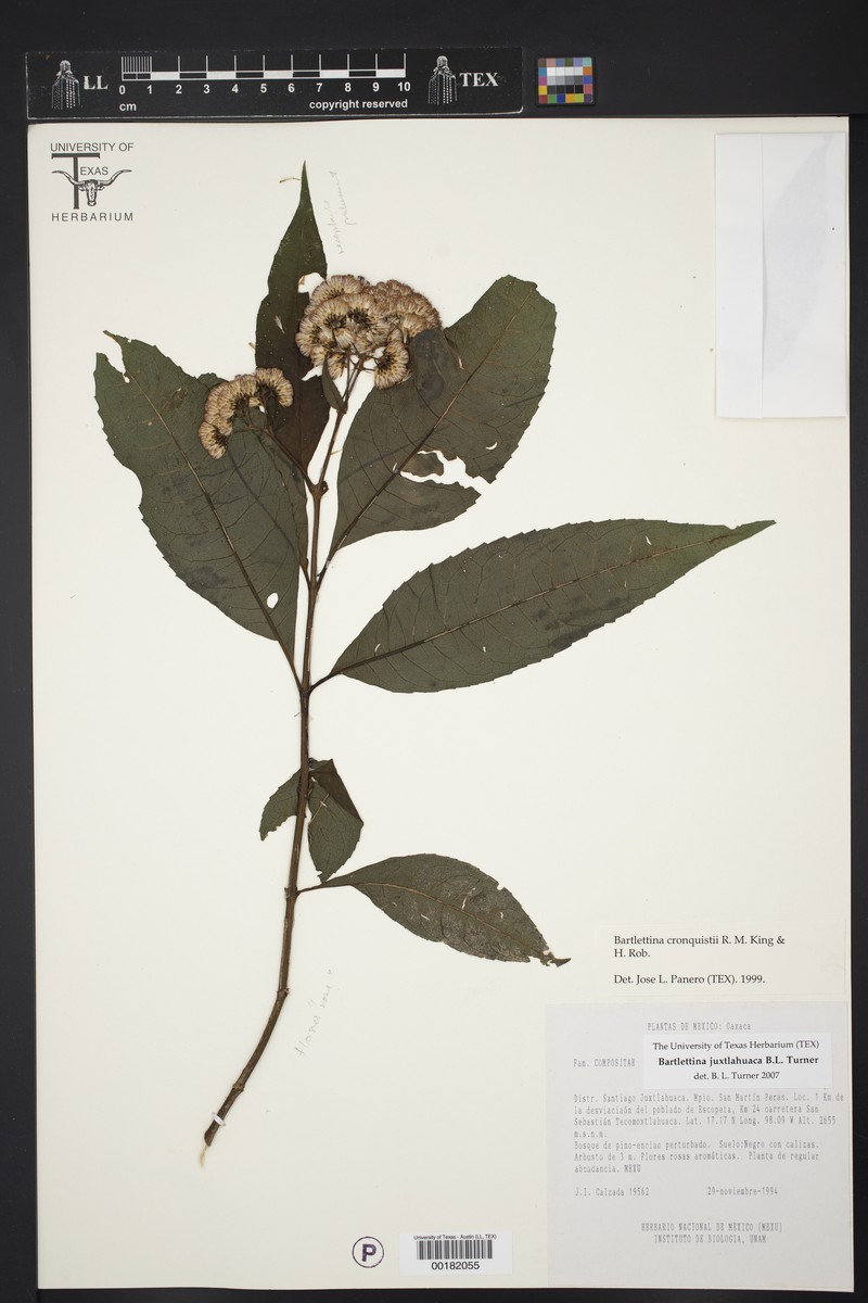 Bartlettina cronquistii