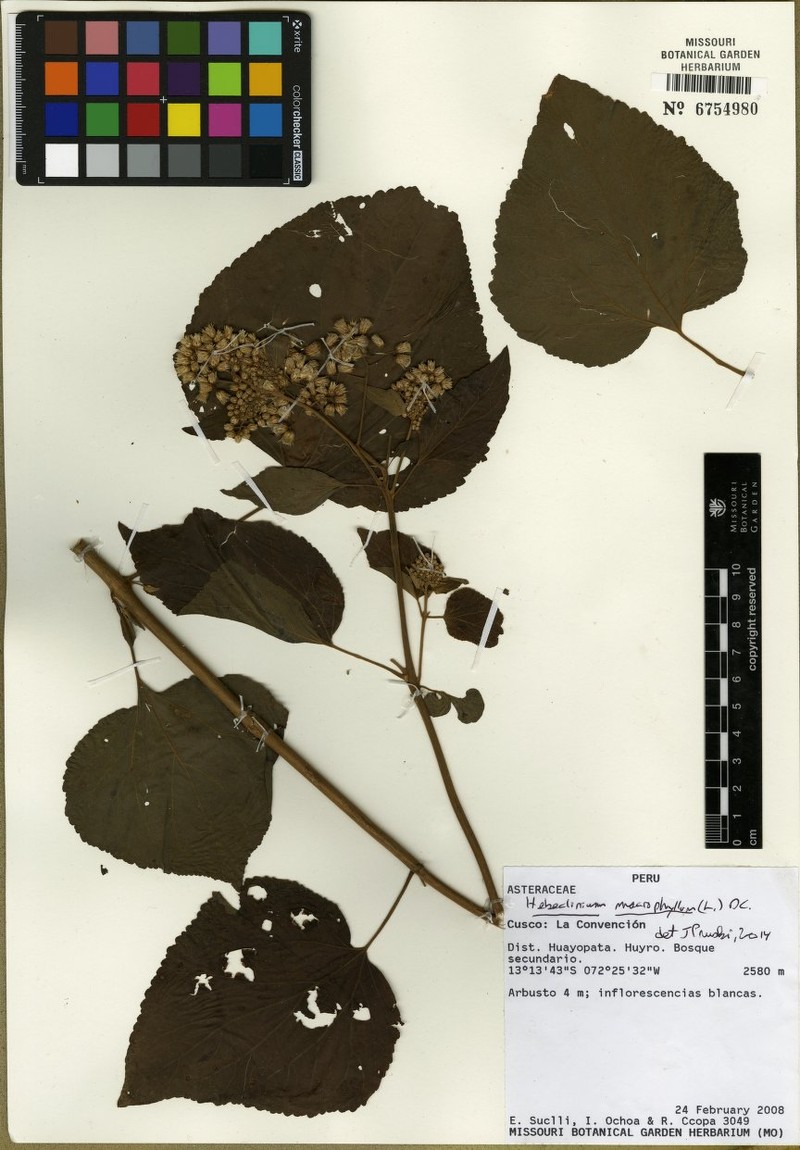 Bartlettina ehrenbergii photo 2