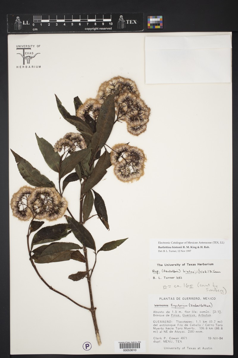 Bartlettina hintonii
