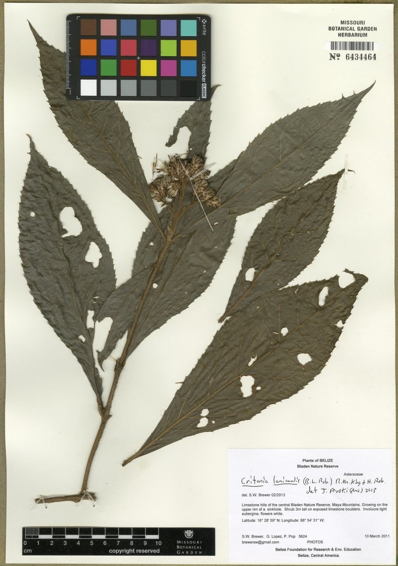 Bartlettina lanicaulis