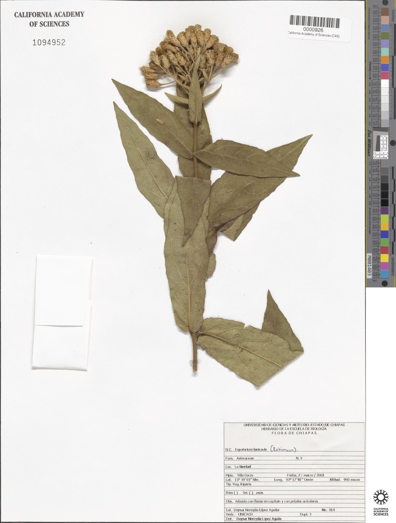 Bartlettina lanicaulis photo 2