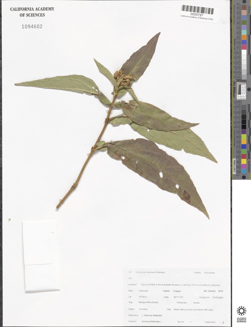 Bartlettina lanicaulis photo 3