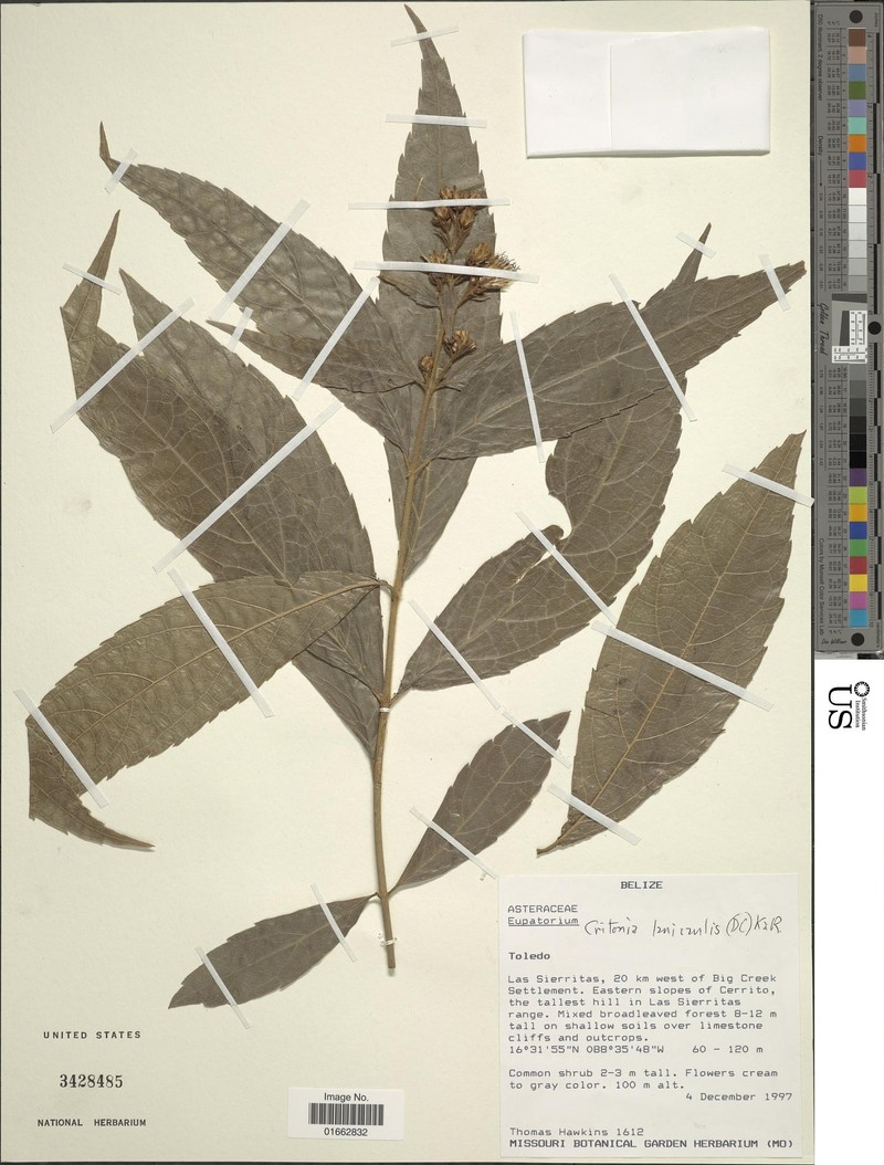 Bartlettina lanicaulis photo 4