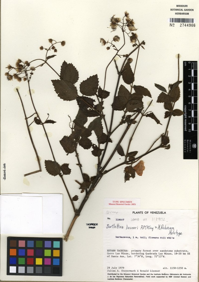Bartlettina liesneri
