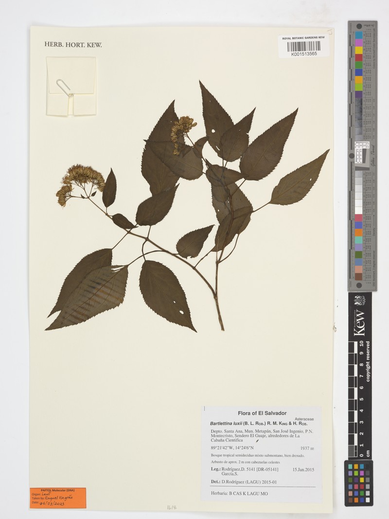 Bartlettina luxii