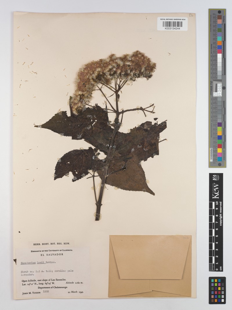 Bartlettina luxii photo 3