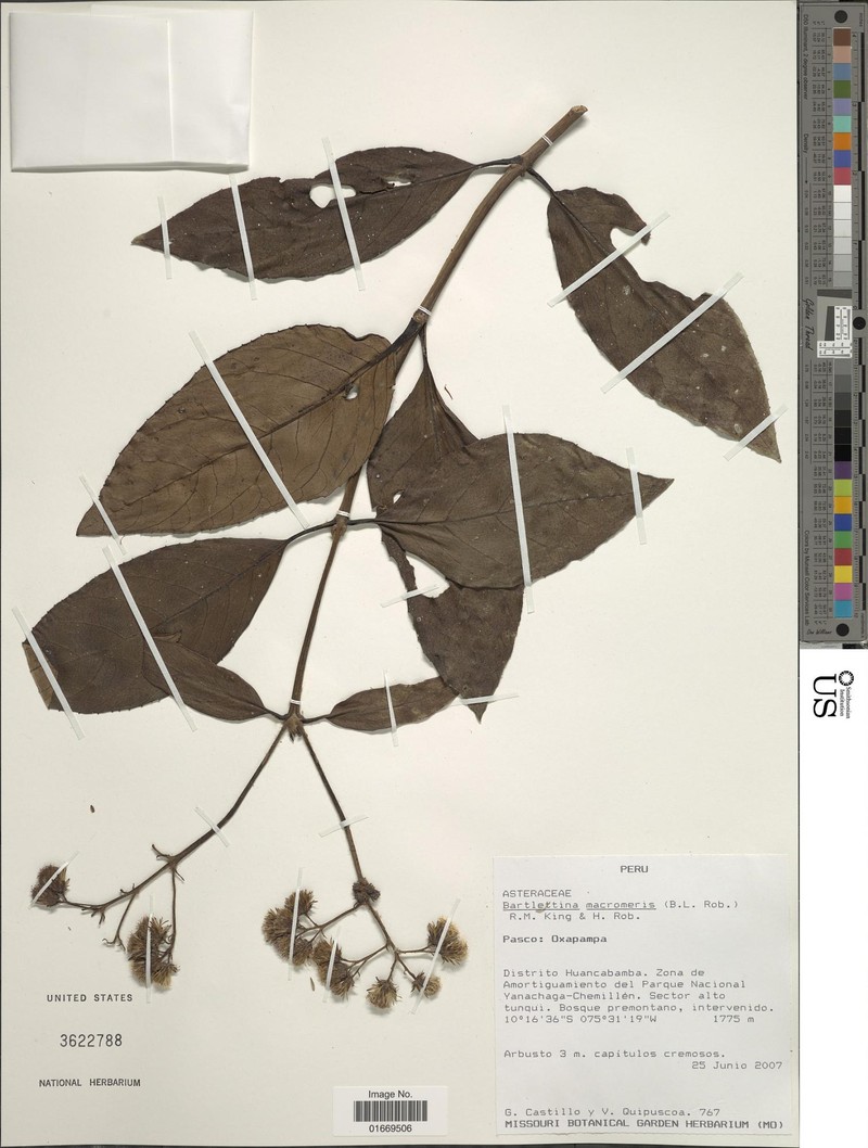 Bartlettina macromeris