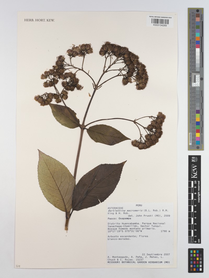 Bartlettina macromeris photo 2