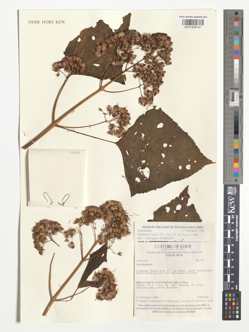 Bartlettina maxonii