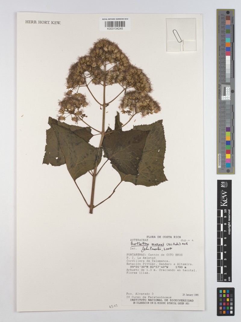 Bartlettina maxonii photo 2