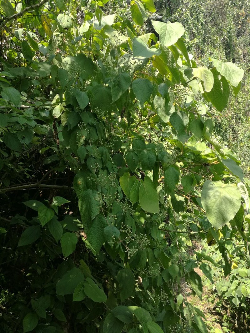 Bartlettina oresbia photo 4