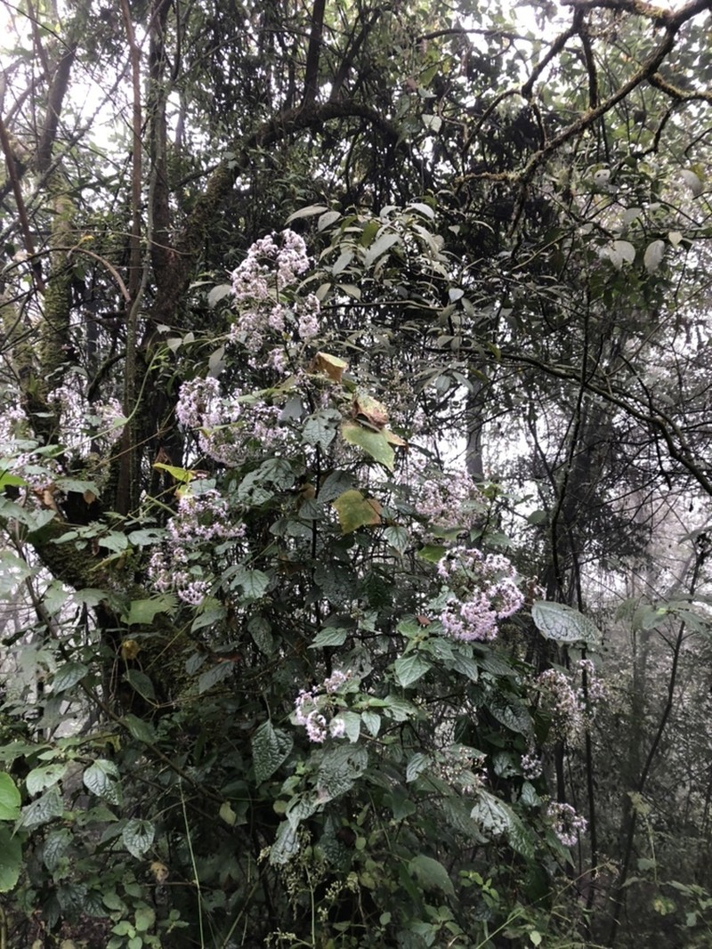 Bartlettina oresbia photo 8