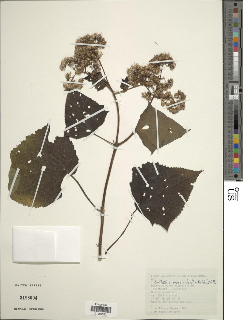 Bartlettina oresbioides