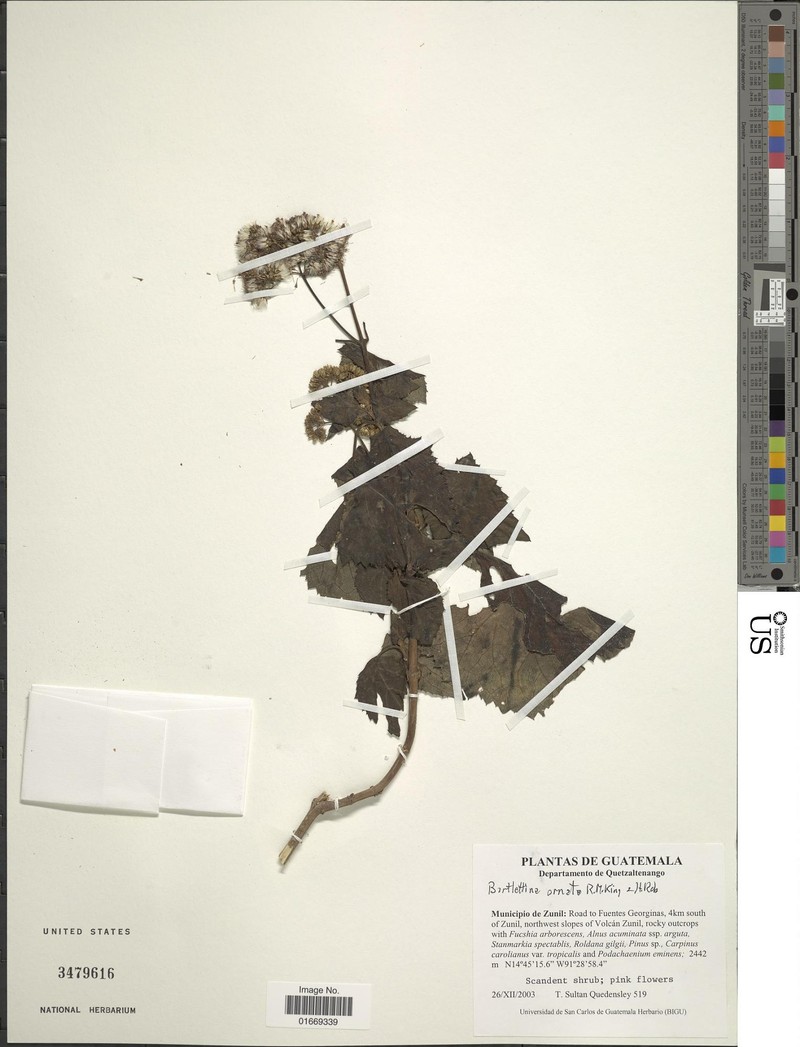 Bartlettina ornata photo 3
