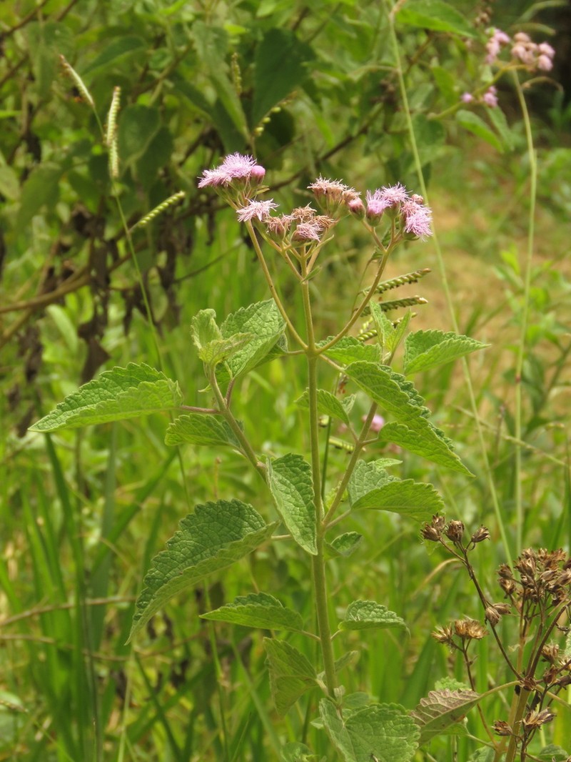 Bartlettina paezensis