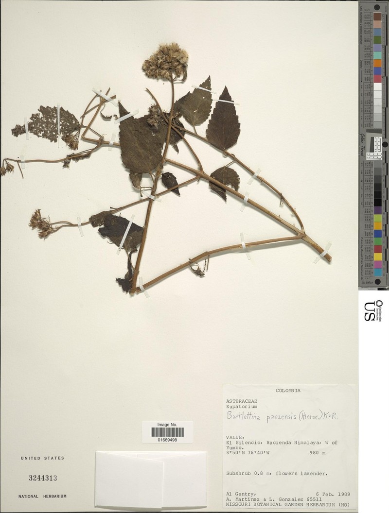 Bartlettina paezensis photo 4