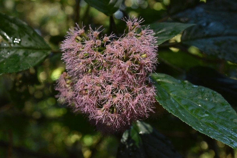 Bartlettina pansamalensis