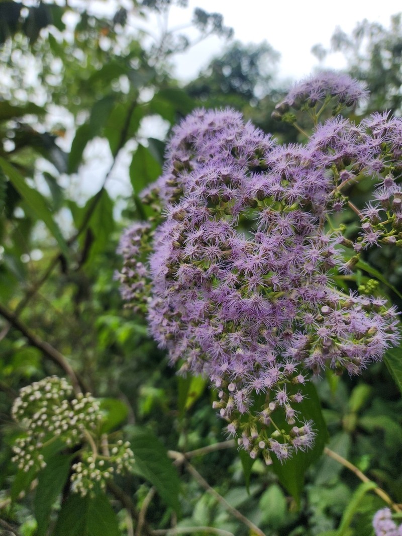 Bartlettina pansamalensis photo 2