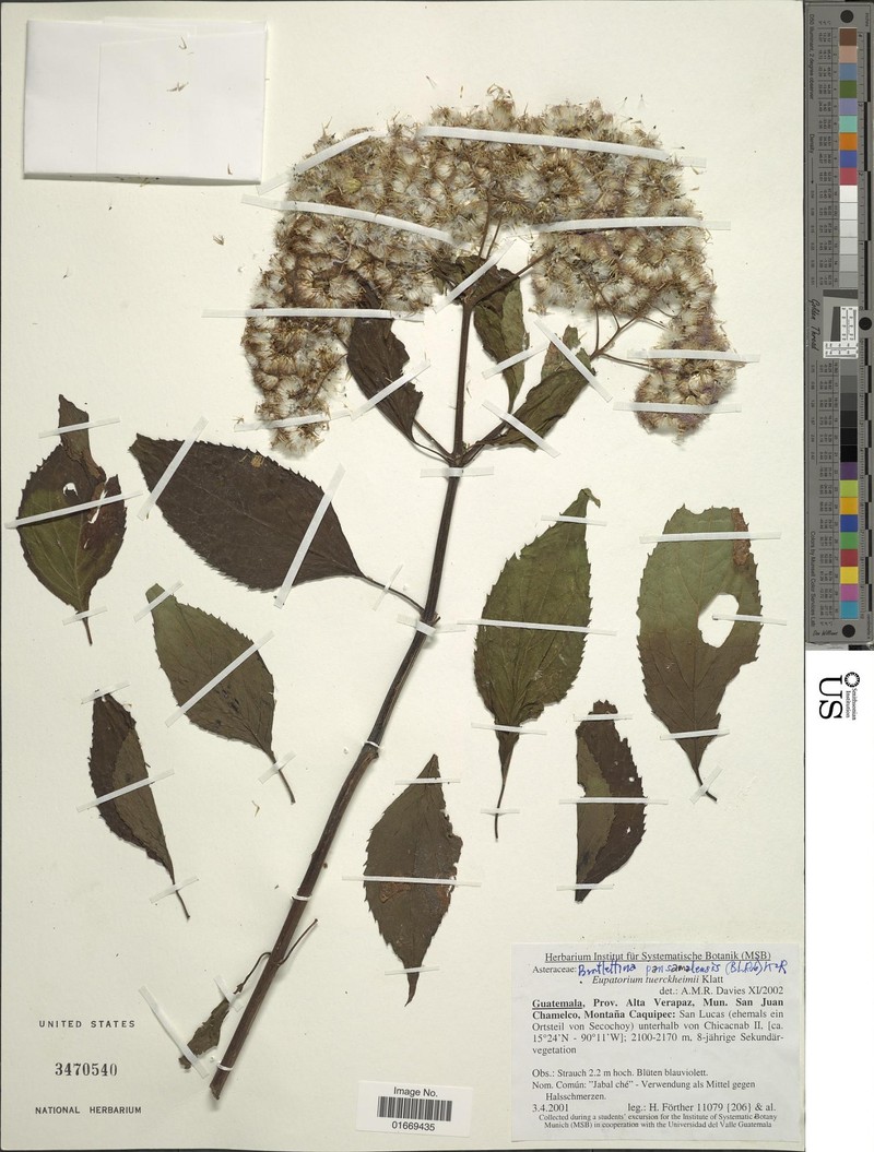 Bartlettina pansamalensis photo 4