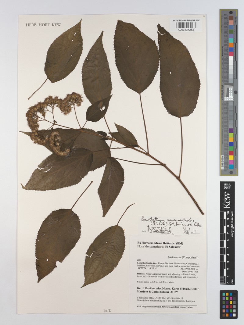 Bartlettina pansamalensis photo 5