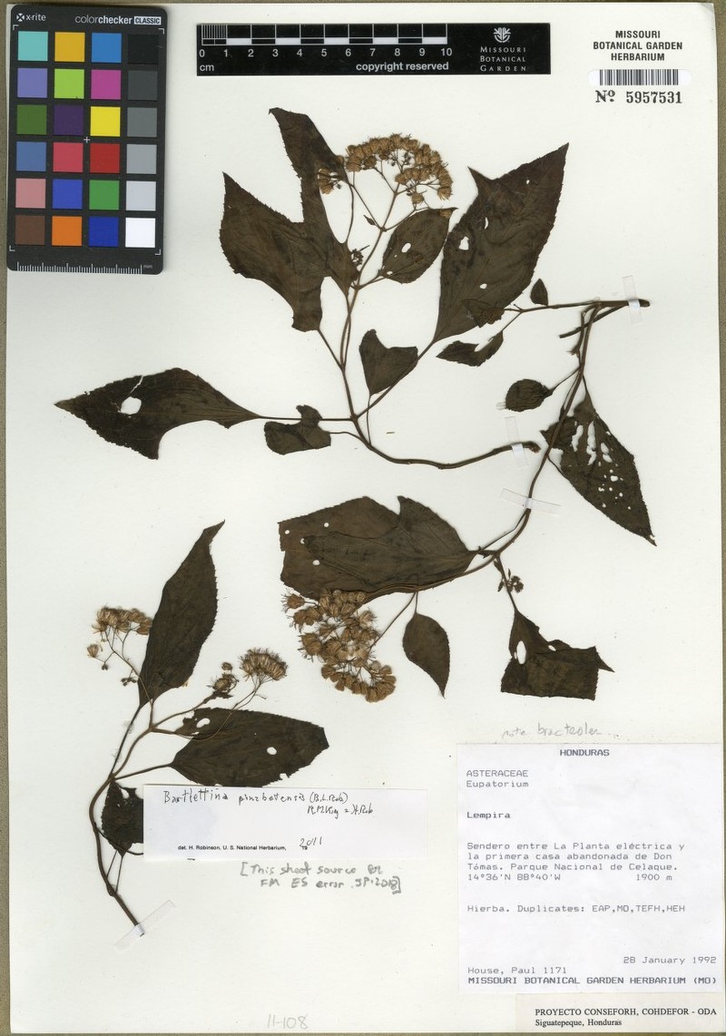 Bartlettina pinabetensis