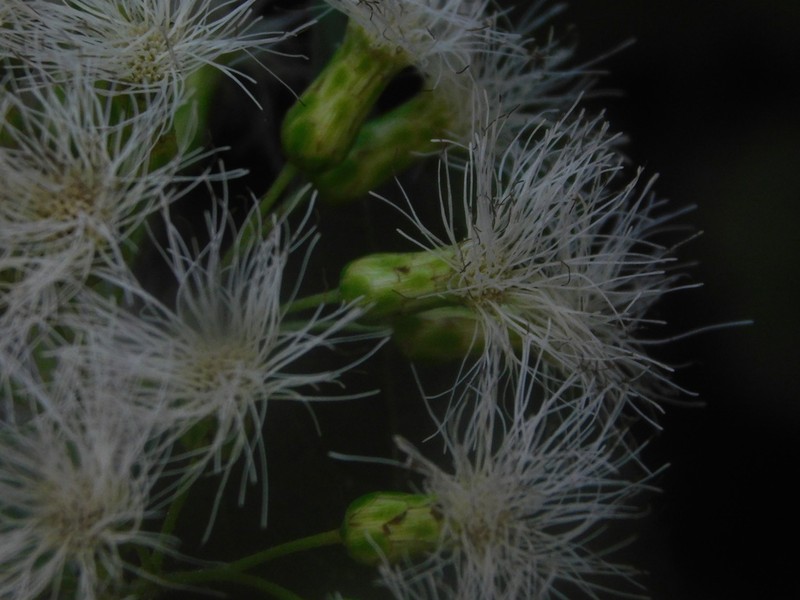 Bartlettina platyphylla