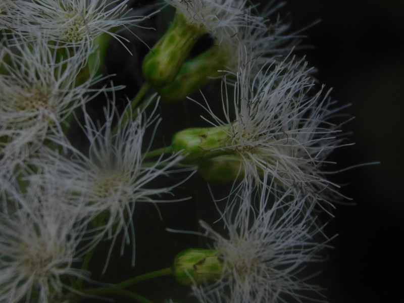 Bartlettina platyphylla photo 2
