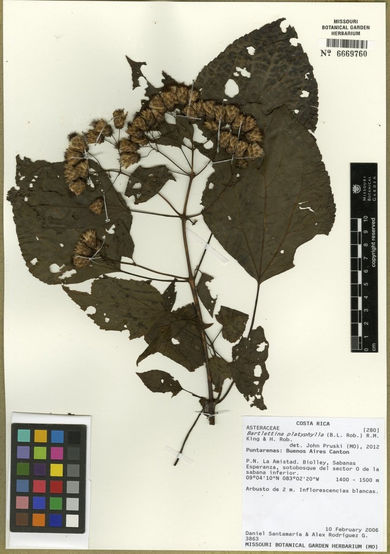 Bartlettina platyphylla photo 3