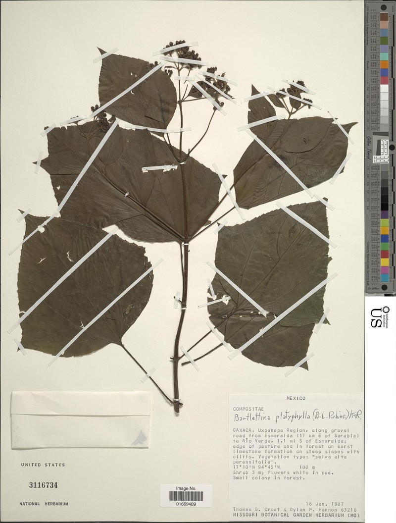 Bartlettina platyphylla photo 4