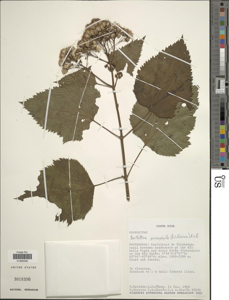 Bartlettina prionophylla