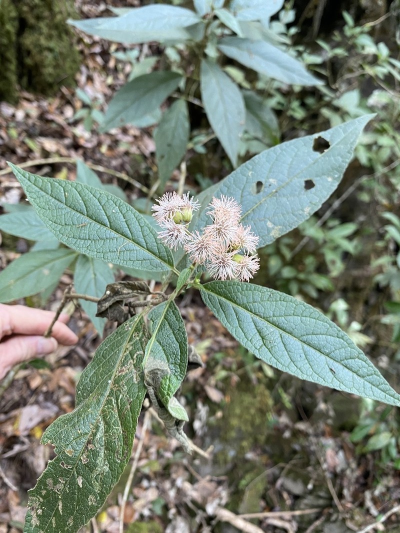 Bartlettina tamaulipana