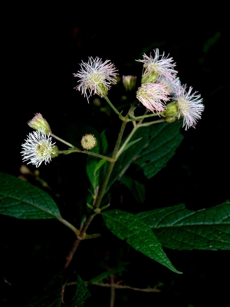 Bartlettina tamaulipana photo 2