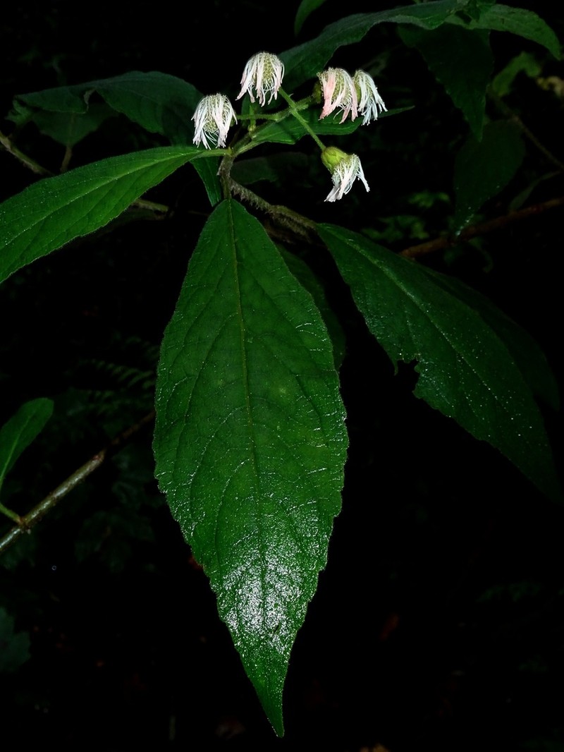 Bartlettina tamaulipana photo 3