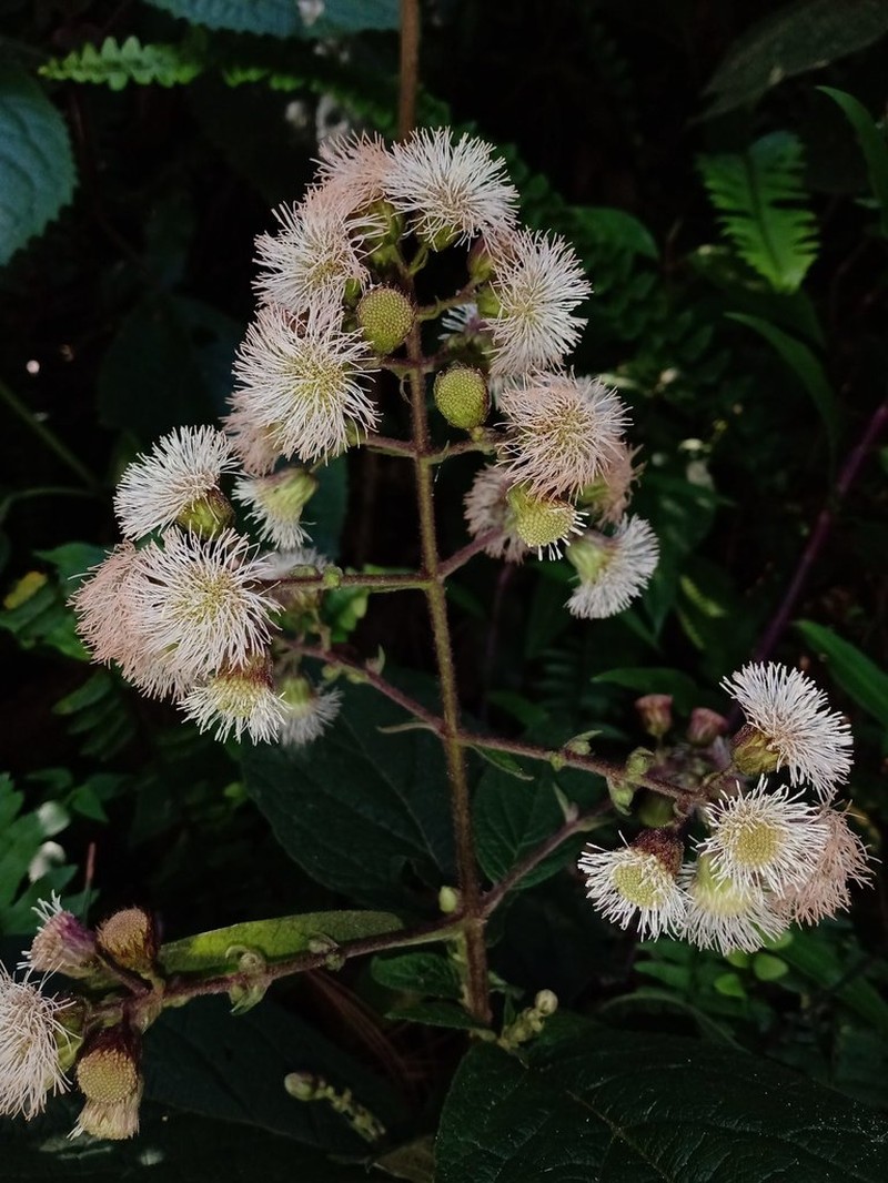 Bartlettina xalapana