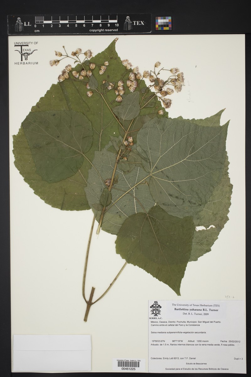 Bartlettina yaharana