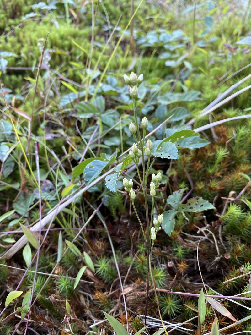Twining Screwstem