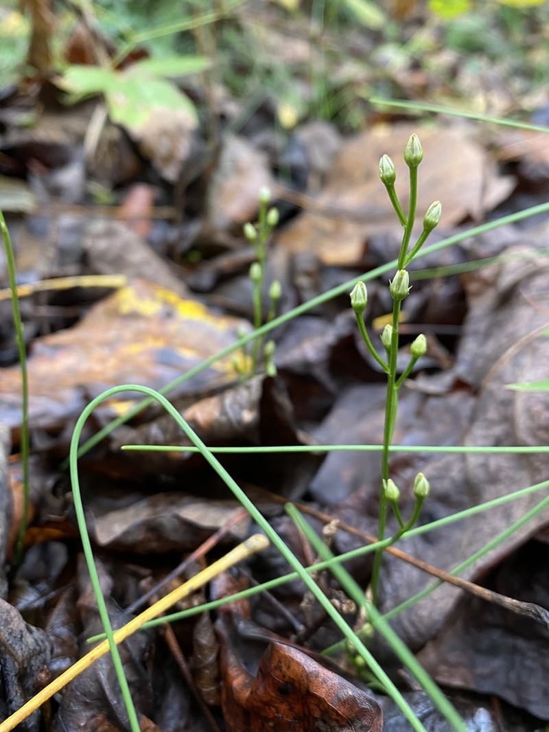 Twining Screwstem photo 2