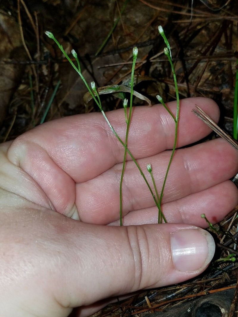 Twining Screwstem photo 3