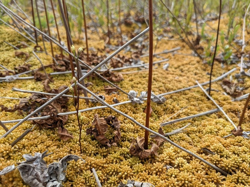 Twining Screwstem photo 4