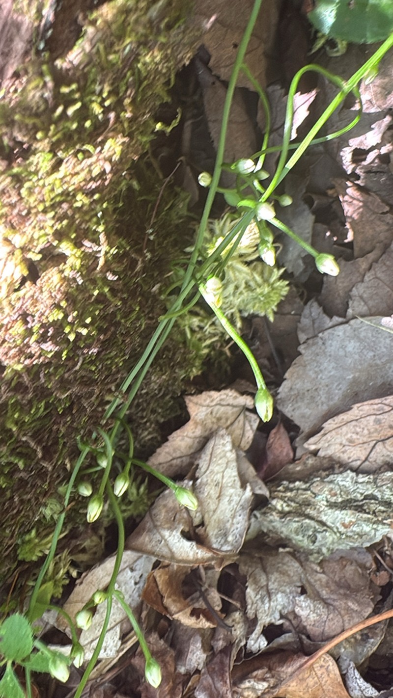 Twining Screwstem photo 5