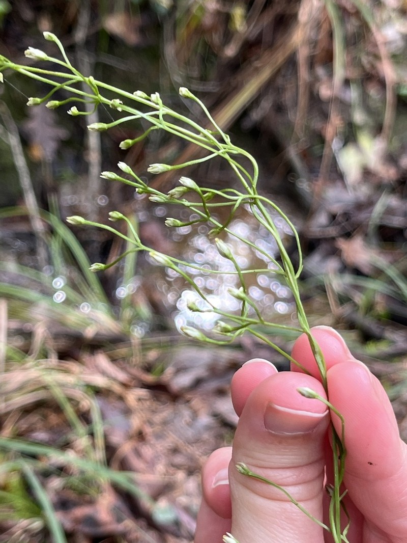 Twining Screwstem photo 6