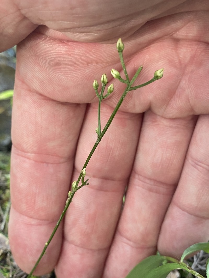 Twining Screwstem photo 7