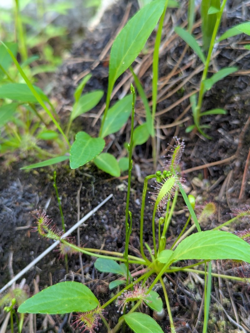 Bartonia paniculata subsp. iodandra