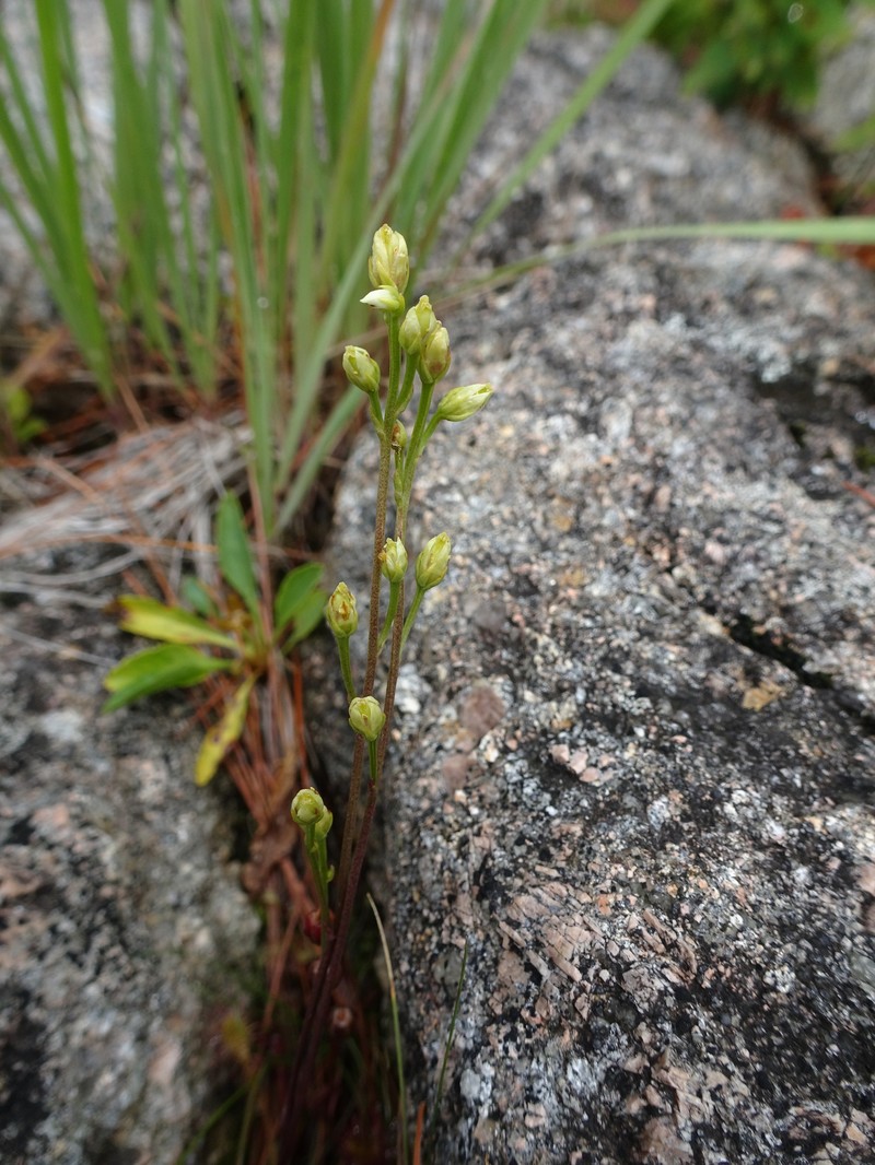 Bartonia paniculata subsp. iodandra photo 2