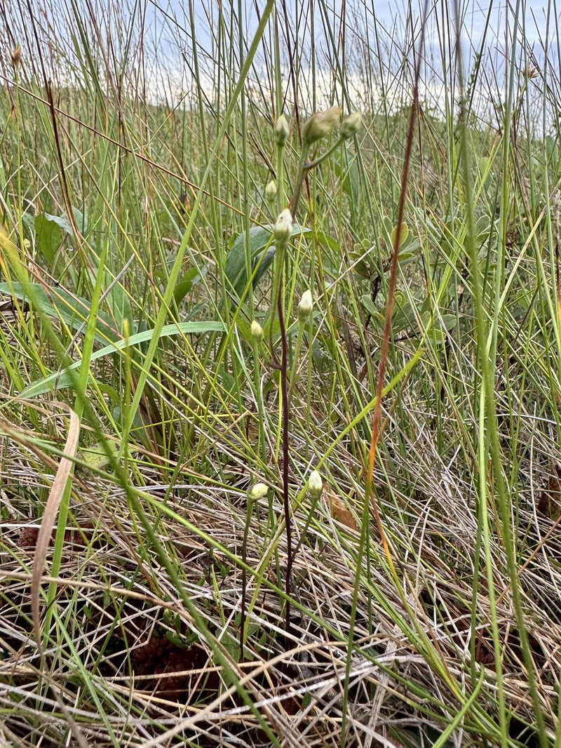 Bartonia paniculata subsp. iodandra photo 3