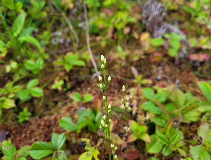 Bartonia paniculata subsp. iodandra photo 5