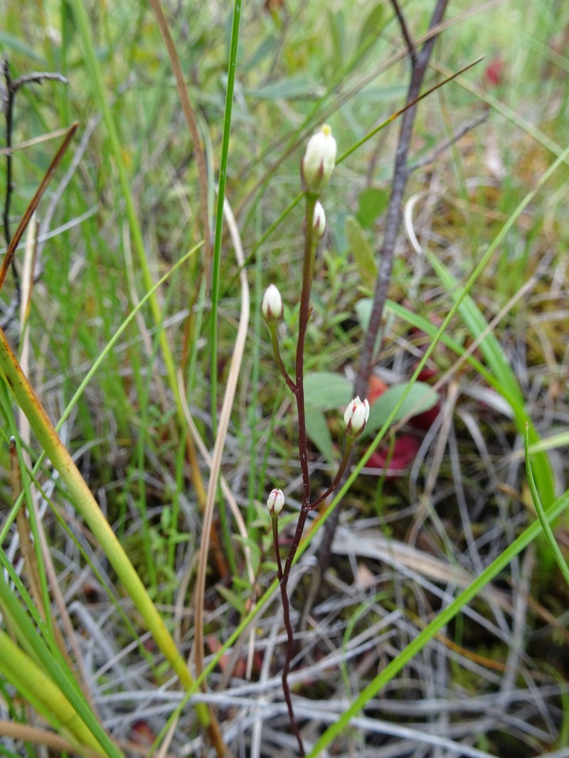 Bartonia paniculata subsp. iodandra photo 6