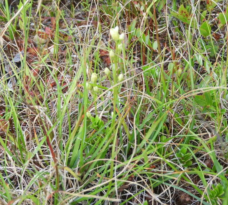 Bartonia paniculata subsp. iodandra photo 7