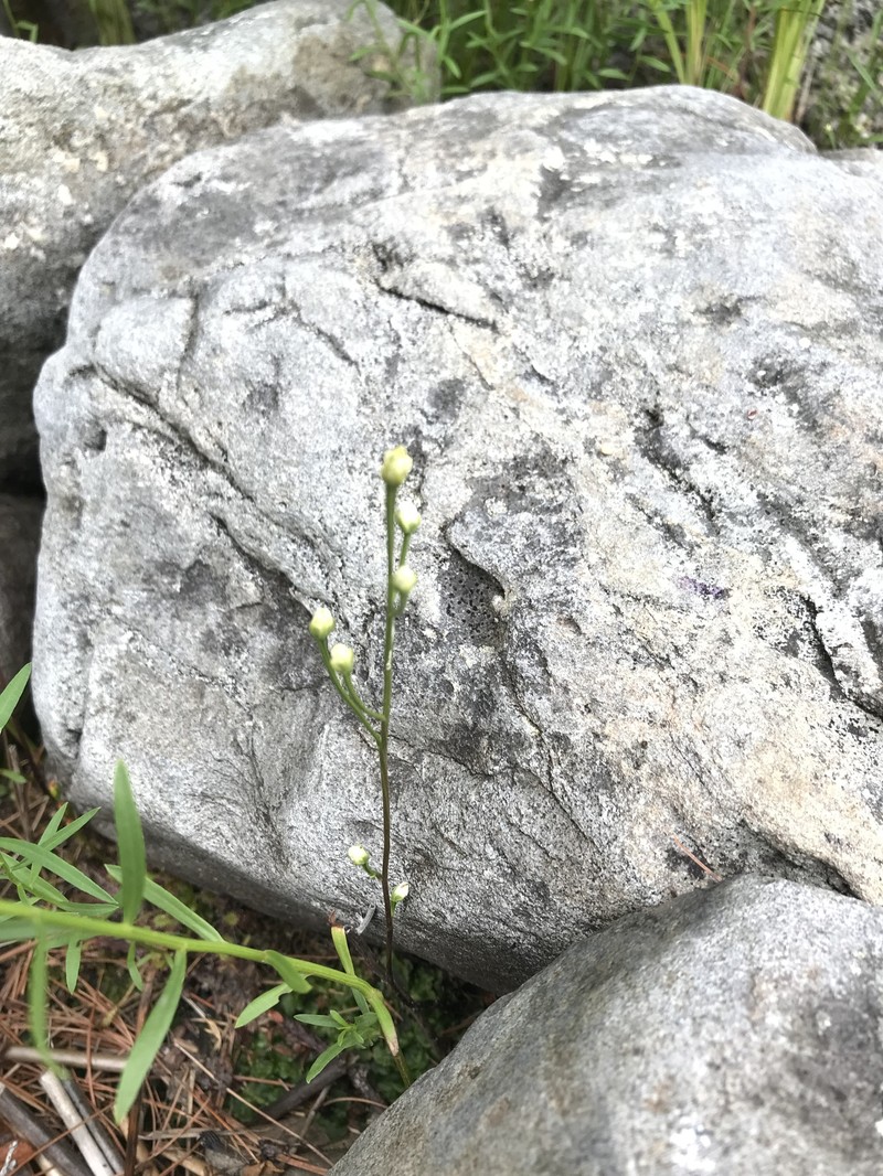 Bartonia paniculata subsp. iodandra photo 8